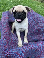 Sunny, a female Pug for sale in Olean, NY – 5 of 6