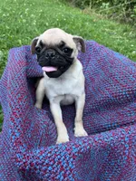 Sunny, a female Pug for sale in Olean, NY – 2 of 6