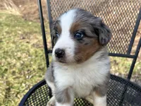 Sassy , a female Australian Shepherd and Bernese Mountain Dog for sale in Olean, NY – Photo 1 of 2