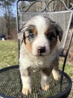 Sassy , a female Australian Shepherd and Bernese Mountain Dog for sale in Olean, NY – Photo 2 of 2