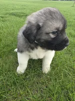 White Girl, a female Anatolian Shepherd Dog and Great Pyrenees for sale in Indianapolis, IN – Photo 3 of 3