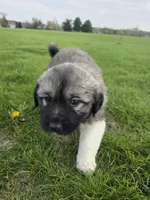 White Girl, a female Anatolian Shepherd Dog and Great Pyrenees for sale in Indianapolis, IN – Photo 2 of 3