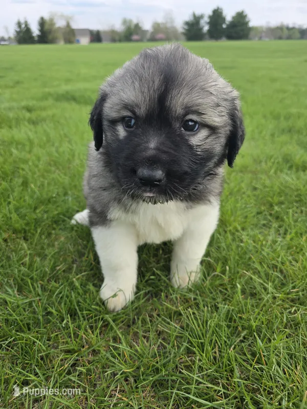 White Girl – Anatolian Shepherd Dog, Great Pyrenees puppy for sale in Indianapolis, IN