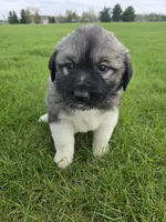 White Girl, a female Anatolian Shepherd Dog and Great Pyrenees for sale in Indianapolis, IN – Photo 1 of 3