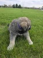 Purple Girl, a female Anatolian Shepherd Dog and Great Pyrenees for sale in Indianapolis, IN – Photo 2 of 3