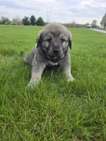 Purple Girl, a female Anatolian Shepherd Dog and Great Pyrenees for sale in Indianapolis, IN – Photo 3 of 3
