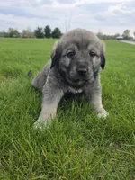 Purple Girl, a female Anatolian Shepherd Dog and Great Pyrenees for sale in Indianapolis, IN – Photo 1 of 3