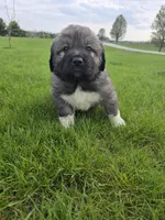 Orange Boy, a male Anatolian Shepherd Dog and Great Pyrenees for sale in Indianapolis, IN – Photo 2 of 3