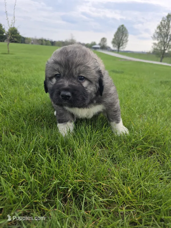 Orange Boy – Anatolian Shepherd Dog, Great Pyrenees puppy for sale in Indianapolis, IN