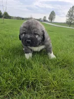 Orange Boy, a male Anatolian Shepherd Dog and Great Pyrenees for sale in Indianapolis, IN – Photo 1 of 3