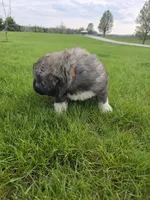 Orange Boy, a male Anatolian Shepherd Dog and Great Pyrenees for sale in Indianapolis, IN – Photo 3 of 3