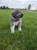 Pinky Girl, a female Anatolian Shepherd Dog and Great Pyrenees for sale in Indianapolis, IN – Photo 3 of 3