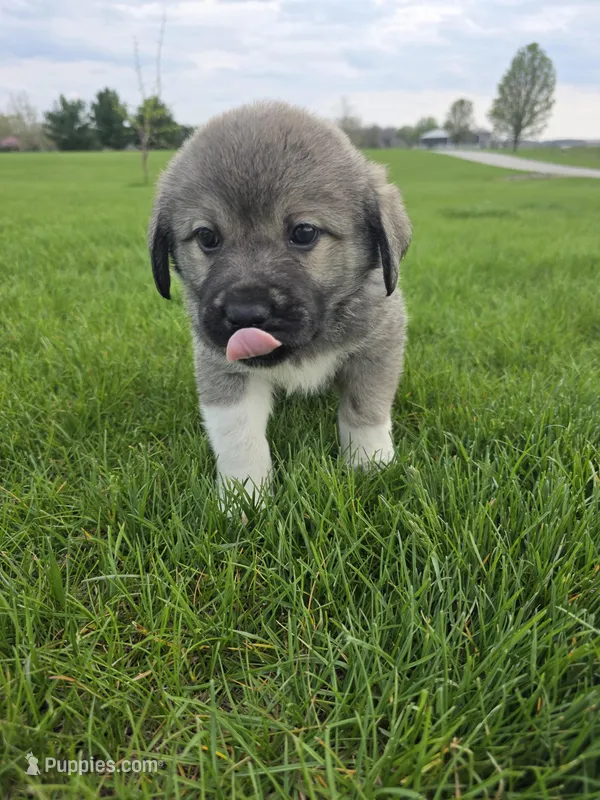 Pinky Girl – Anatolian Shepherd Dog, Great Pyrenees puppy for sale in Indianapolis, IN