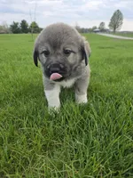 Pinky Girl, a female Anatolian Shepherd Dog and Great Pyrenees for sale in Indianapolis, IN – Photo 1 of 3