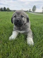 Pinky Girl, a female Anatolian Shepherd Dog and Great Pyrenees for sale in Indianapolis, IN – Photo 2 of 3
