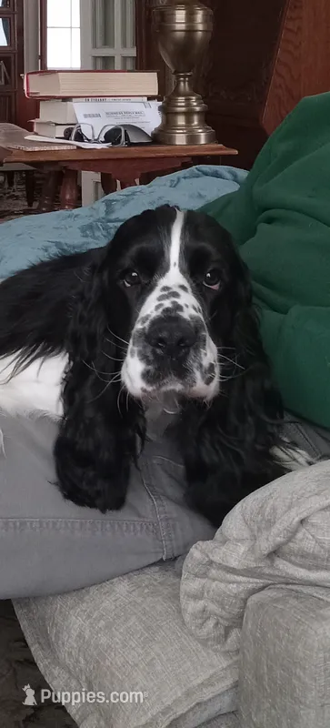 Marlowe – English Cocker Spaniel puppy for sale in Bristol, CT