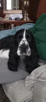Marlowe, a male English Cocker Spaniel for sale in Bristol, CT – 1 of 5