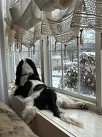 Marlowe, a male English Cocker Spaniel for sale in Bristol, CT – 2 of 5