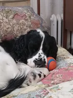 Marlowe, a male English Cocker Spaniel for sale in Bristol, CT – 3 of 5