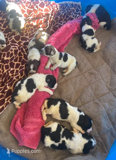 Arrow – English Springer Spaniel puppy for sale in Sherwood, OR