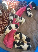 Arrow, a male English Springer Spaniel for sale in Sherwood, OR – 1 of 6