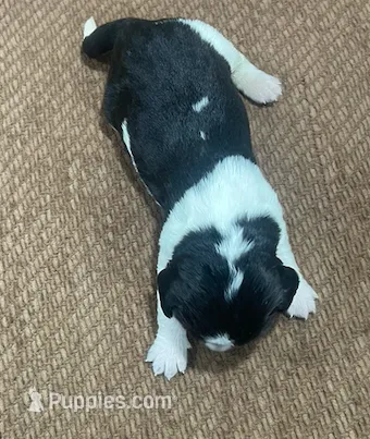 Ebany – English Springer Spaniel puppy for sale in Sherwood, OR
