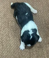 Ebany, a female English Springer Spaniel for sale in Sherwood, OR – 1 of 1