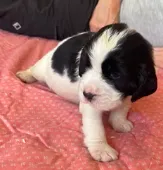RICKY, a male English Springer Spaniel for sale in Sherwood, OR – 2 of 8