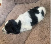 ARCHIE, a male English Springer Spaniel for sale in Sherwood, OR – 7 of 10