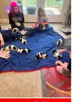 Harlow, a male English Springer Spaniel for sale in Sherwood, OR – 4 of 5