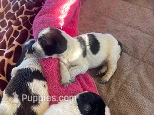 Cinnamon – English Springer Spaniel puppy for sale in Sherwood, OR