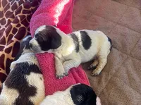 Cinnamon, a female English Springer Spaniel for sale in Sherwood, OR – 1 of 6
