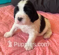 RICKY – English Springer Spaniel puppy for sale in Sherwood, OR