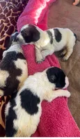 Cinnamon, a female English Springer Spaniel for sale in Sherwood, OR – 3 of 6