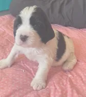 ARCHIE, a male English Springer Spaniel for sale in Sherwood, OR – 2 of 10