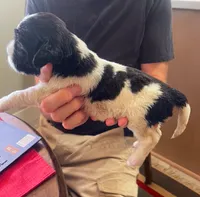 DASH, a male English Springer Spaniel for sale in Sherwood, OR – 3 of 10