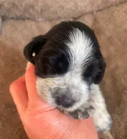 ARCHIE, a male English Springer Spaniel for sale in Sherwood, OR – 6 of 10