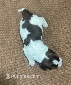Puzzle – English Springer Spaniel puppy for sale in Sherwood, OR