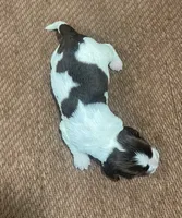 Puzzle, a female English Springer Spaniel for sale in Sherwood, OR – 1 of 1