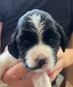 DASH, a male English Springer Spaniel for sale in Sherwood, OR – 9 of 10
