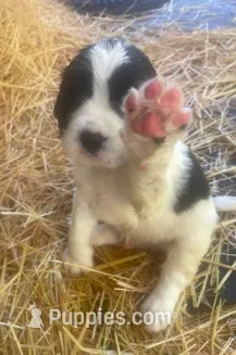 RILEY – English Springer Spaniel puppy for sale in Sherwood, OR