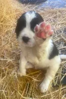 RILEY, a male English Springer Spaniel for sale in Sherwood, OR – 1 of 8