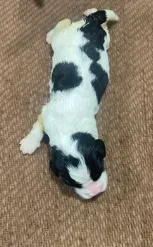 RICK RACK ( RICKY) – English Springer Spaniel puppy for sale in Sherwood, OR