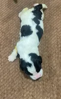 RICK RACK ( RICKY), a male English Springer Spaniel for sale in Sherwood, OR – 1 of 1