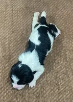 Pippy, a female English Springer Spaniel for sale in Sherwood, OR – 2 of 2