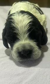 Quatro – English Springer Spaniel puppy for sale in Sherwood, OR