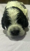 Quatro, a male English Springer Spaniel for sale in Sherwood, OR – 1 of 7