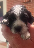EBONY, a female English Springer Spaniel for sale in Sherwood, OR – 4 of 9