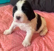 ARCHIE, a male English Springer Spaniel for sale in Sherwood, OR – 4 of 10