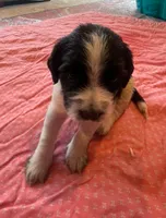 EBONY, a female English Springer Spaniel for sale in Sherwood, OR – 6 of 9